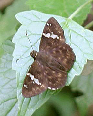 Celaenorrhinus stallingsi