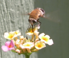 Heterostylum robustum