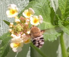 Heterostylum robustum