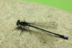 Cyanallagma interruptum