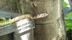 Masticophis fuliginosus