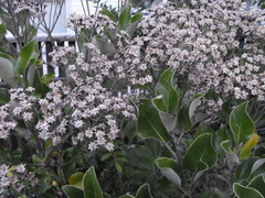 Olearia pachyphylla