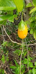 Passiflora laurifolia