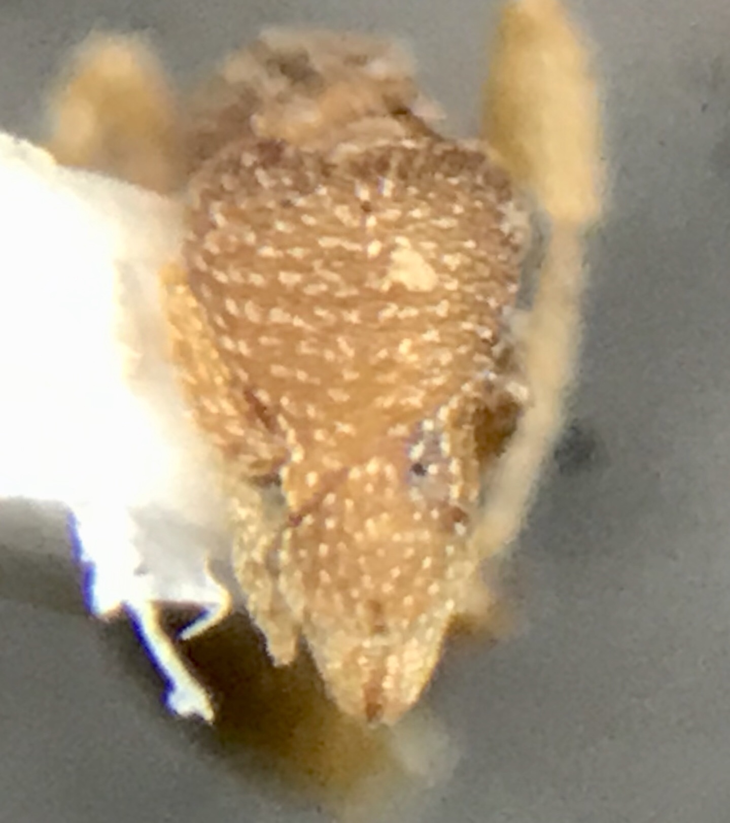Strumigenys margaritae