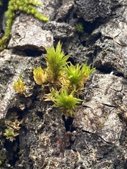 Orthotrichum keeverae