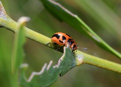 Calomela crassicornis