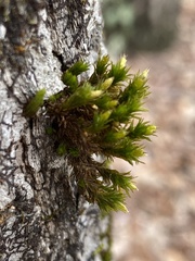 Orthotrichum keeverae