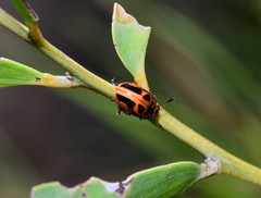 Calomela crassicornis