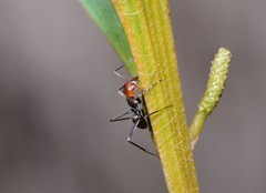 Iridomyrmex rubriceps