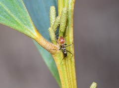 Iridomyrmex rubriceps