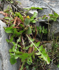 Taraxacum zealandicum
