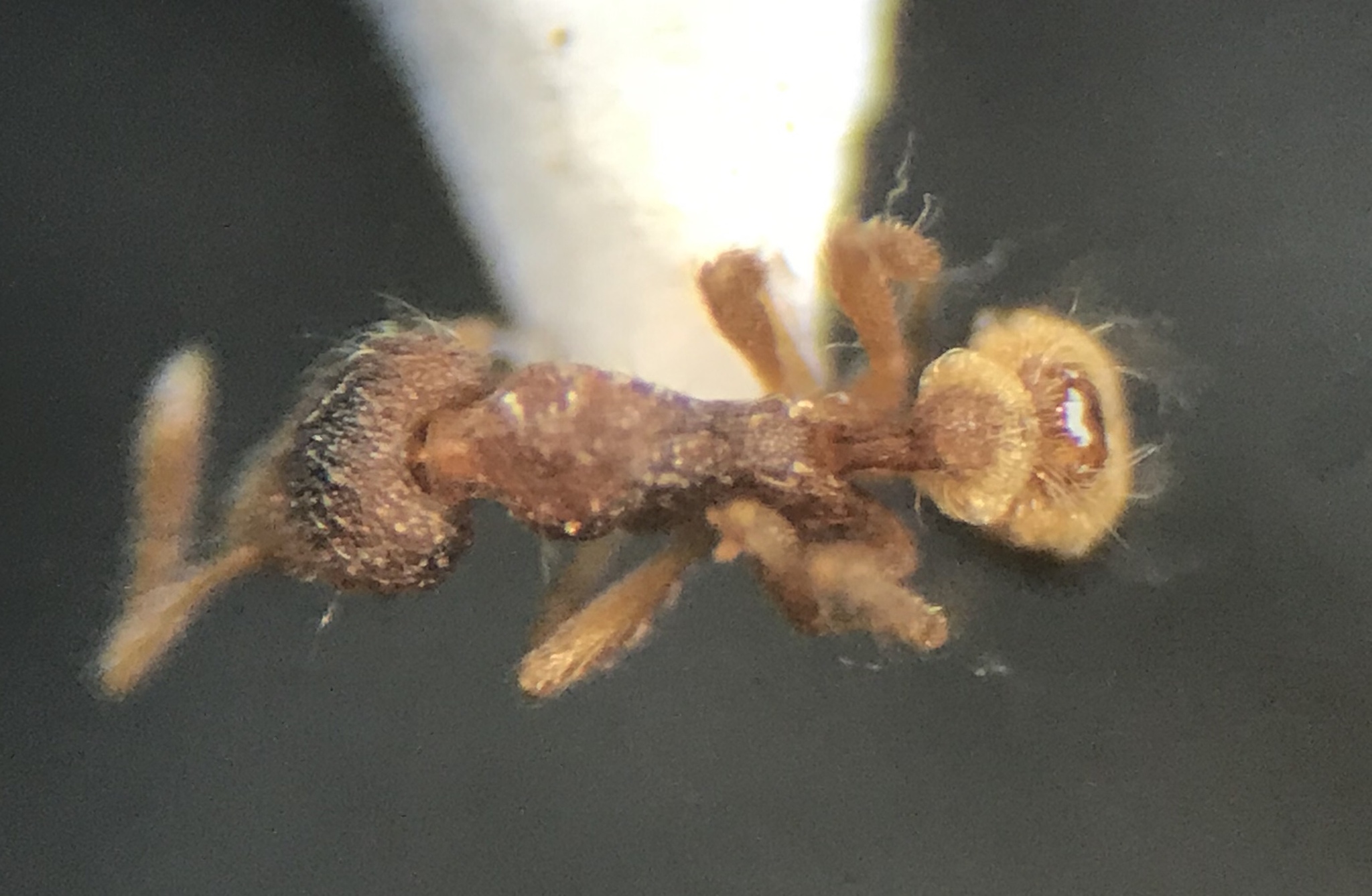 Strumigenys brevisetosa