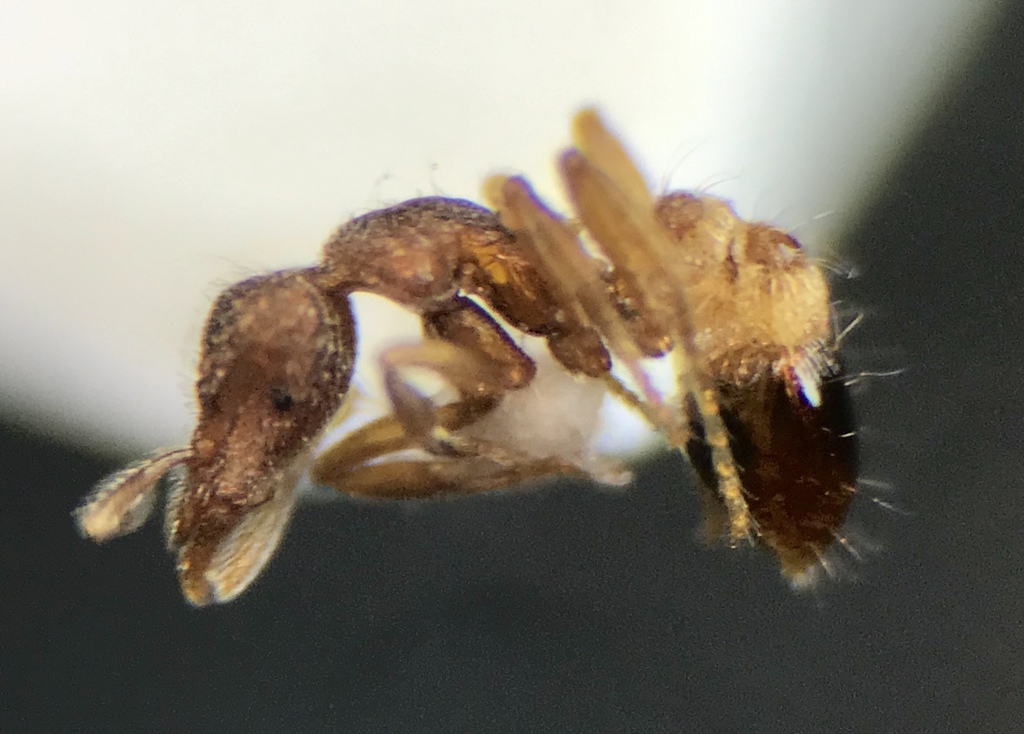 Short-haired Mustache Ant