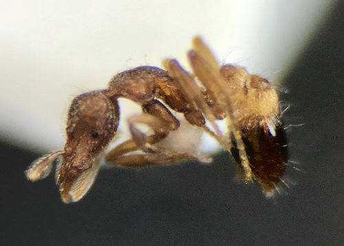 Short-haired Mustache Ant