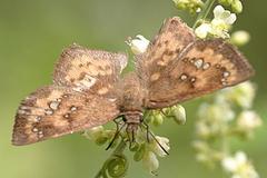 Polyctor enops