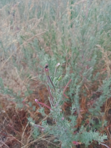 Image of Epilobium hirtigerum by (c) Nina Kerr, some rights reserved (CC BY)