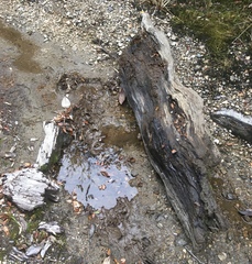 Eupsophus emiliopugini