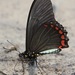 Belus Swallowtail - Photo (c) Rich Hoyer, some rights reserved (CC BY-NC-SA), uploaded by Rich Hoyer