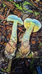 Caloboletus rubripes