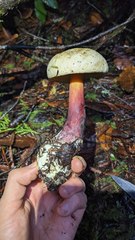 Caloboletus rubripes