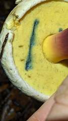 Caloboletus rubripes