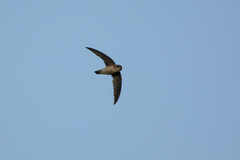 Aerodramus germani
