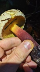 Caloboletus rubripes