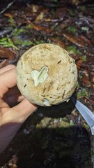 Caloboletus rubripes