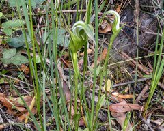 Pterostylis falcata