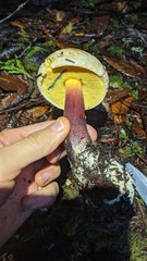 Caloboletus rubripes