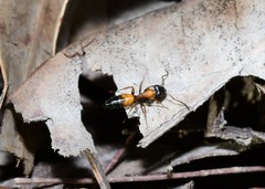 Opisthopsis picta