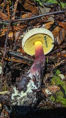 Caloboletus rubripes