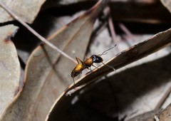 Opisthopsis picta