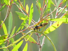 Polistes tepidus