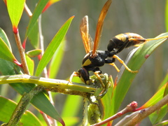 Polistes tepidus