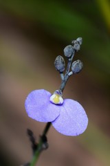 Comesperma defoliatum