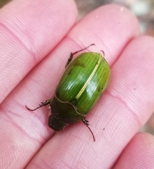 Stethaspis suturalis