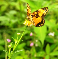 Chlosyne lacinia saundersi