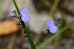 Comesperma defoliatum