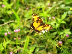 Chlosyne lacinia saundersi
