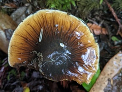 Cortinarius seidliae