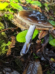 Cortinarius seidliae