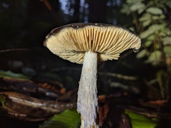 Cortinarius seidliae