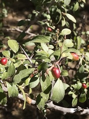 Condalia correllii