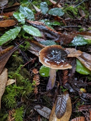 Cortinarius seidliae