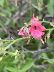 Diascia integerrima