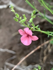 Diascia integerrima