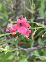 Diascia integerrima