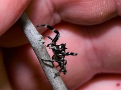 Sandalodes bipenicillatus