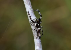 Sandalodes bipenicillatus